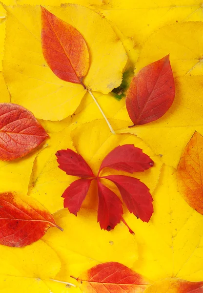 Gelbe und rote Blätter — Stockfoto