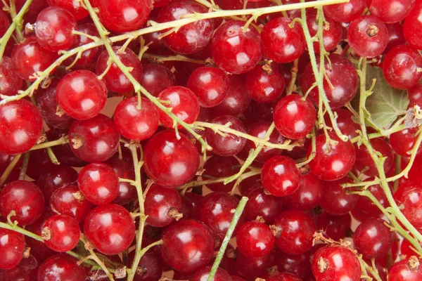 stock image Redcurrant