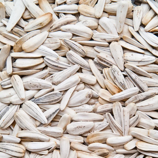 Ayçiçeği tohumu — Stok fotoğraf