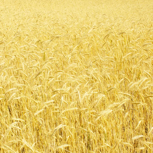 ライ麦畑 — ストック写真