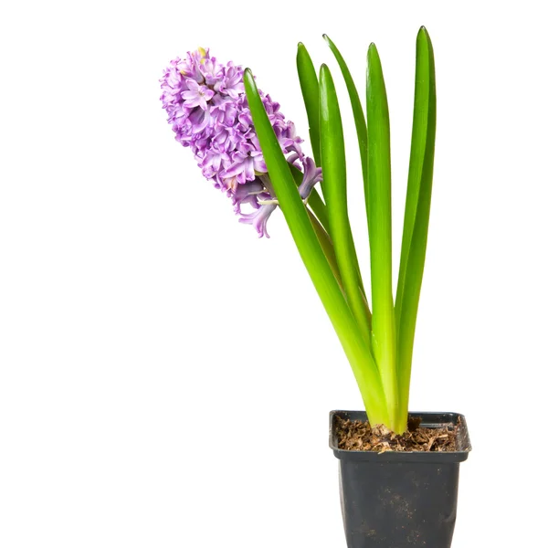 stock image Hyacinth