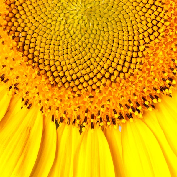 Zonnebloem — Stockfoto