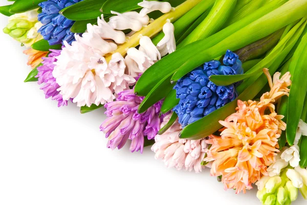 Stock image Hyacinth