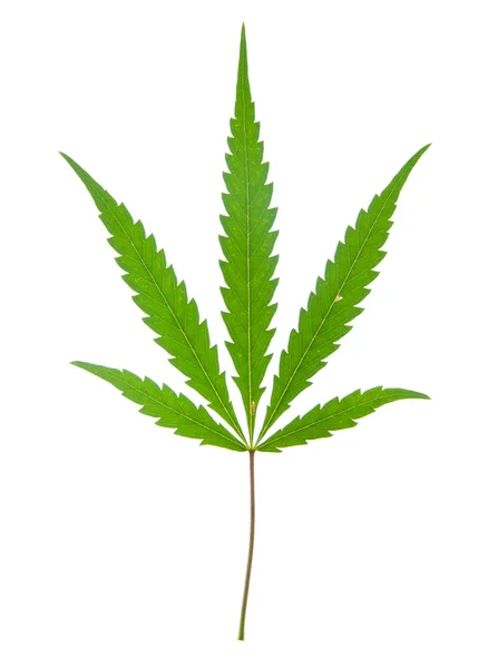 stock image Leaf of hemp