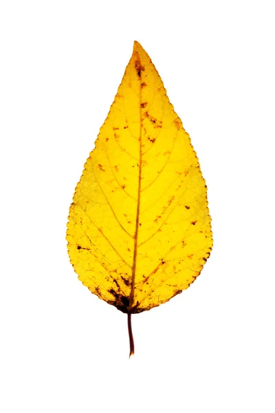 stock image Leaf