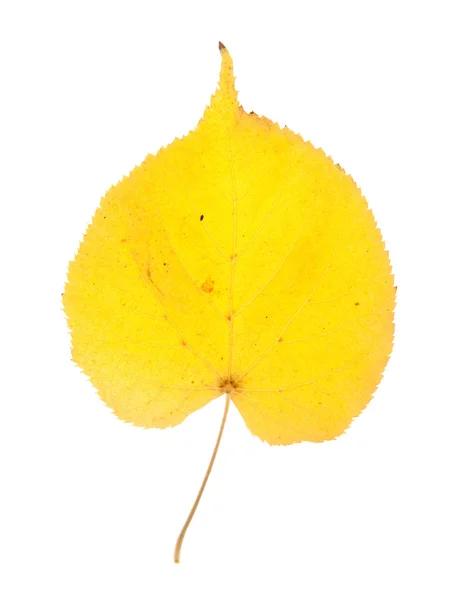 stock image Leaf