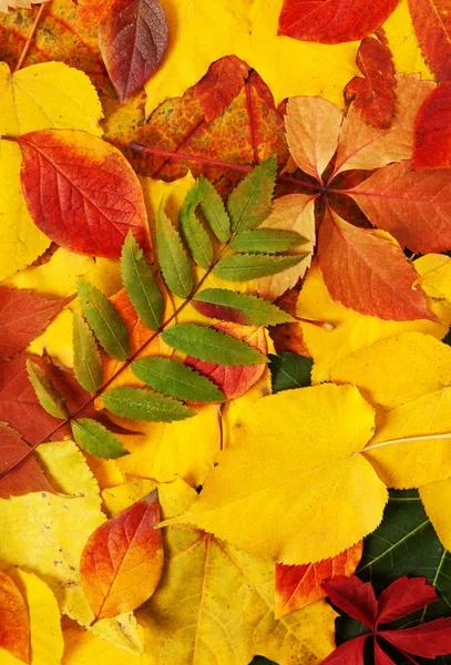 Κίτρινο και κόκκινο φύλλα — Φωτογραφία Αρχείου