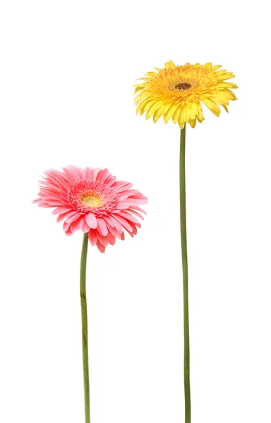 Twee daisy — Stockfoto