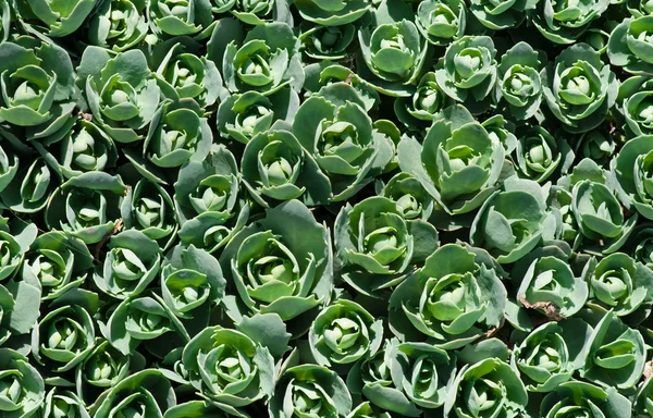 stock image Sedum