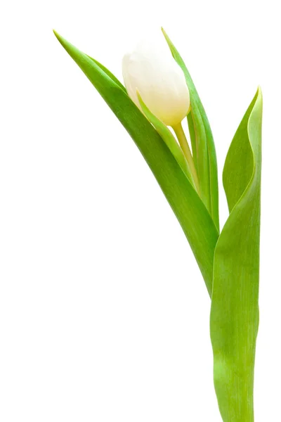 Bílý Tulipán — Stock fotografie