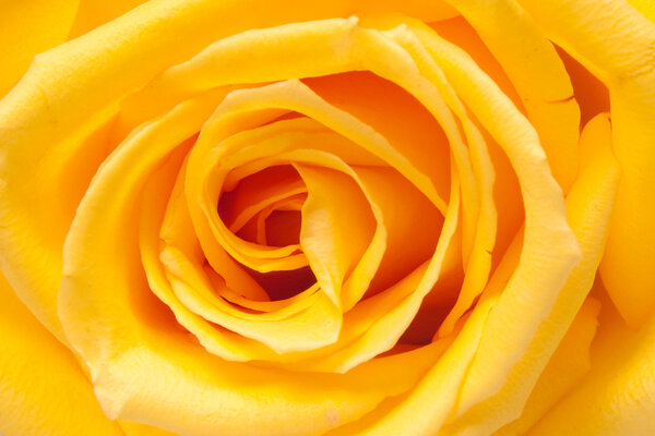 Желтая роза
