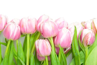 Pink tulips clipart