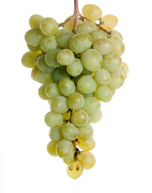 Green grapes clipart