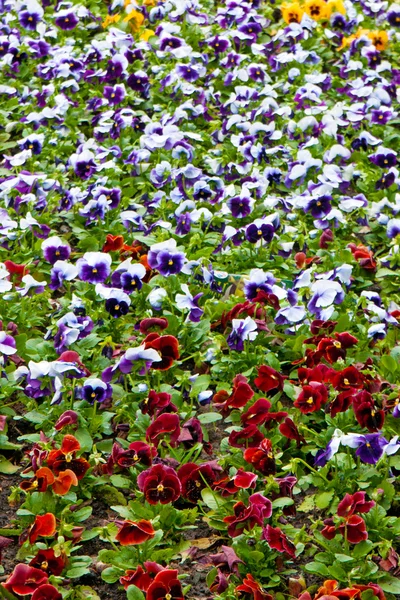 stock image Flowers