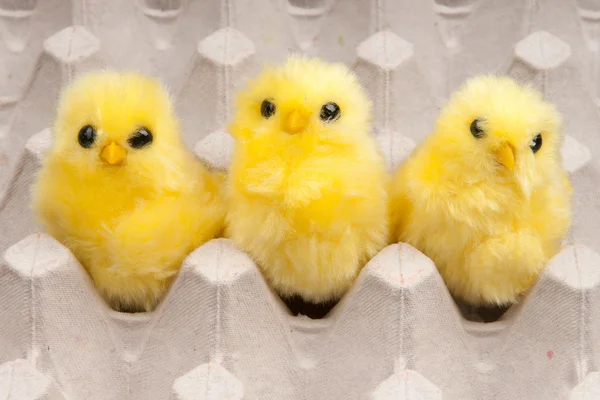 노란 닭 — 스톡 사진