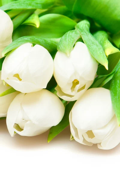 Белые тюльпаны — стоковое фото