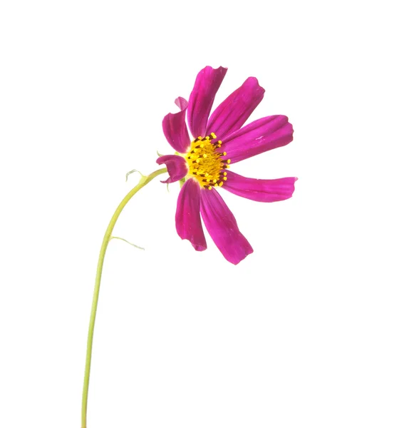 Flower cosmos — Stock Photo, Image