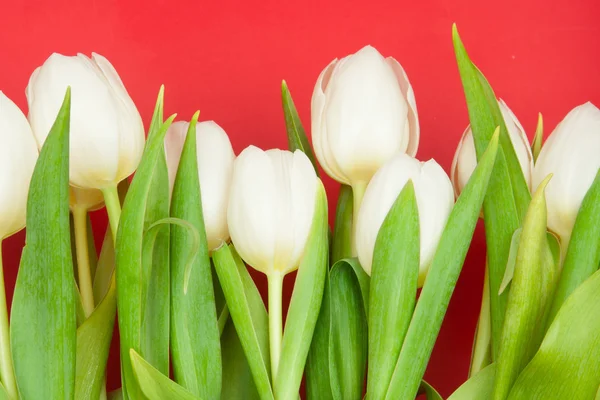 Hvite tulipaner – stockfoto
