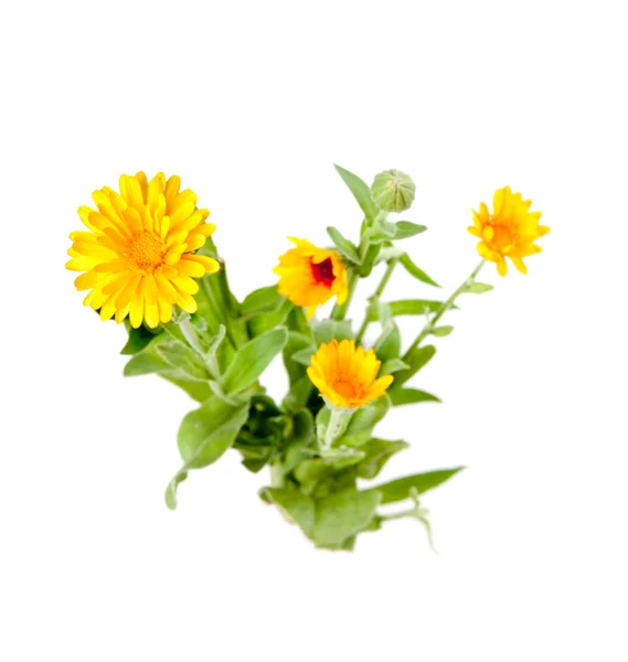Calendula, marigold — Stock Photo, Image