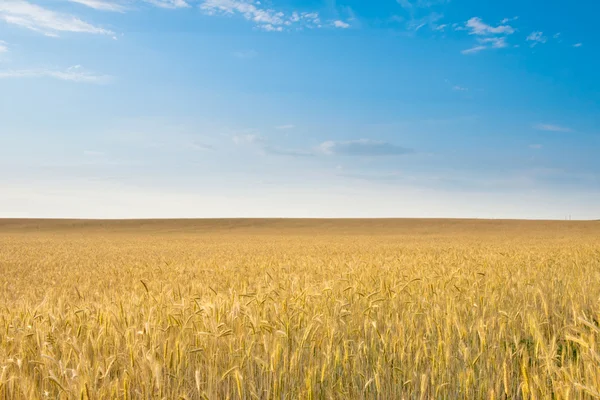 stock image Field of rye