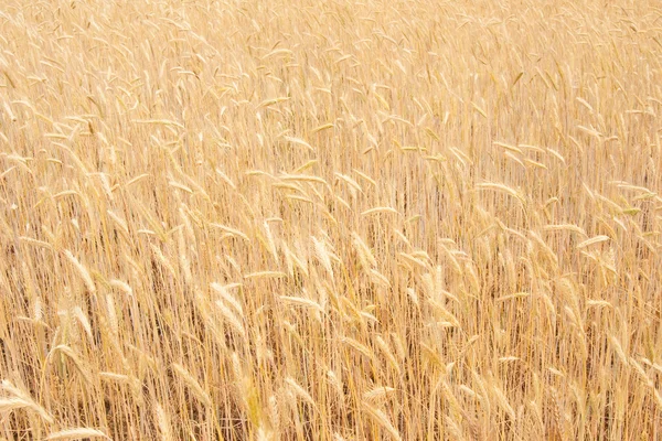 ライ麦の fied — ストック写真