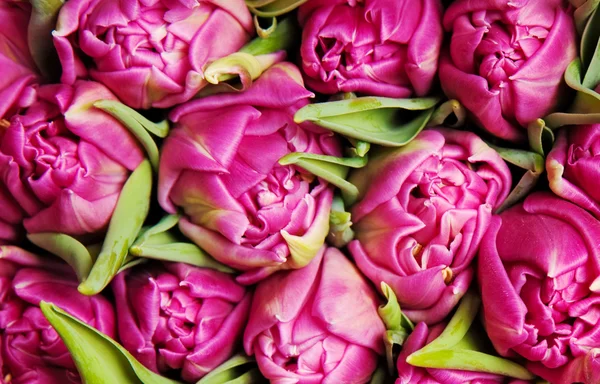 Tulips — Stock Photo, Image