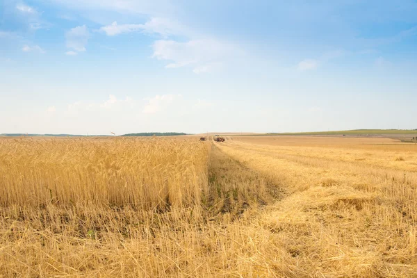 Grain harvester combine in field — Stock Photo, Image