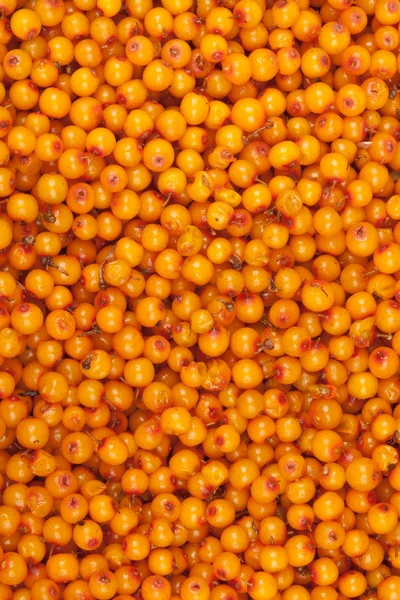 stock image Sea-buckthorn