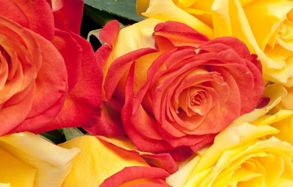 Czerwone i żółte róże — Zdjęcie stockowe