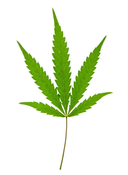 stock image Leaf of hemp