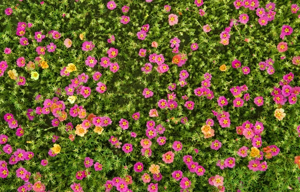 Flowers purslane — Stock Photo, Image