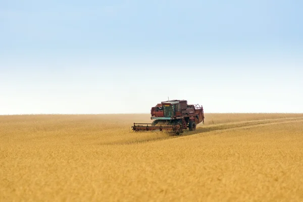 Grain harvester combine in field Stock Picture