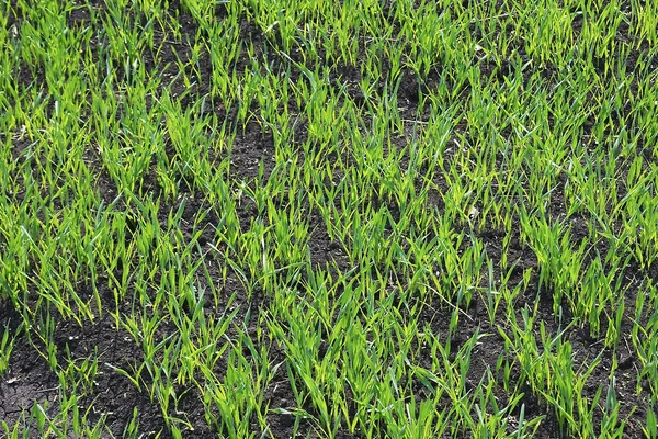Wheat Grass — Stock Image Wheat Grass Stock Photo