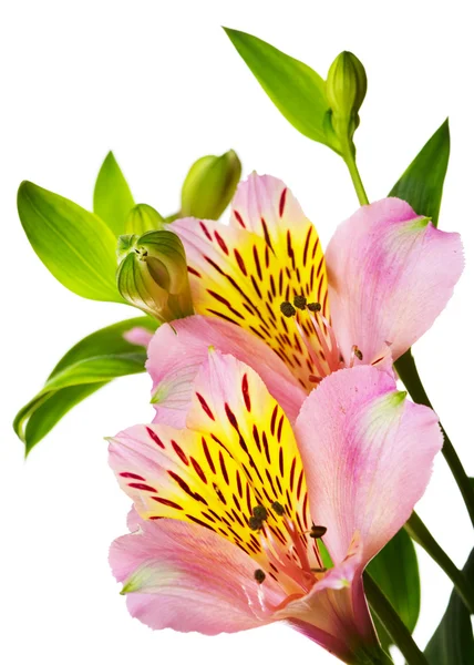 Pink flowers on white — Stock Image Pink flowers on white Stock Photo