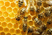 Bienen auf Honigzellen