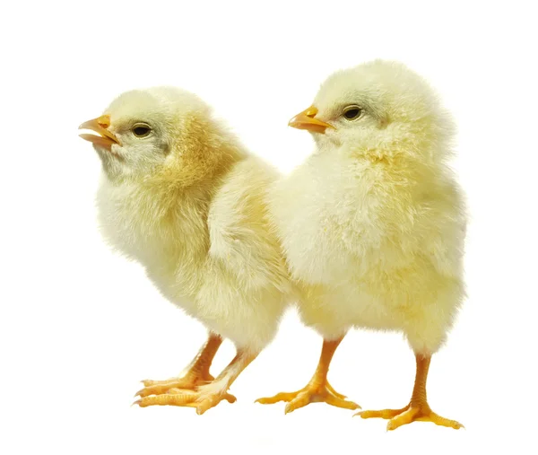 Background: chicken against white | Chicken against white background ...