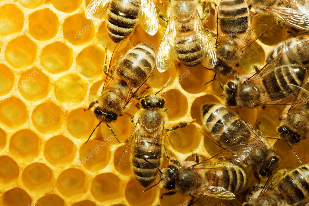 abejas #hashtag