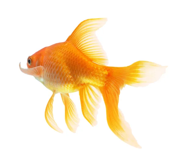 Gold Fish — Stock Photo © Irochka #1333854