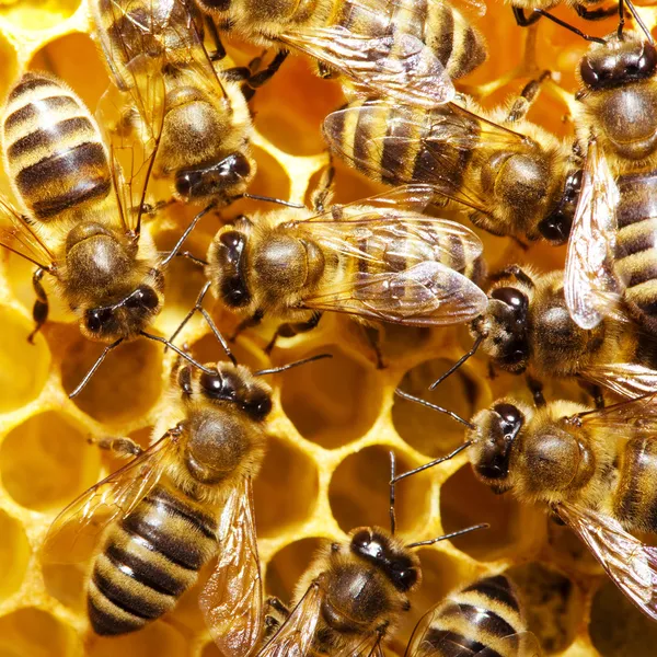 ᐈ Pic of honey bee stock pictures, Royalty Free honey bees images ...