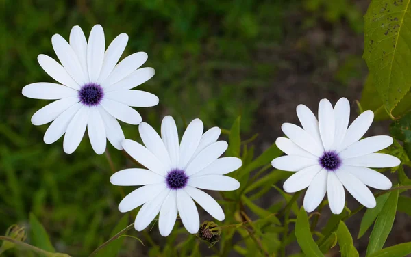 Trois belles fleurs blanches — Photo