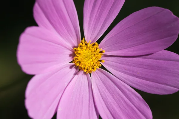 stock image Beautiful flower close up