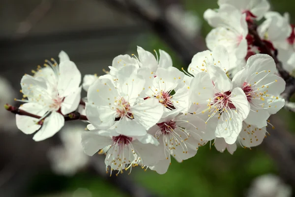Flowering apricot. — Stock Photo, Image