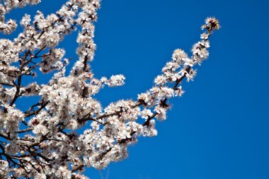 Branches of a white flowering apricots with a sunlight clipart