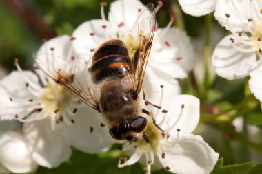 Apple tree flower and bee closeup clipart