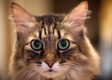 Cat portrait clipart