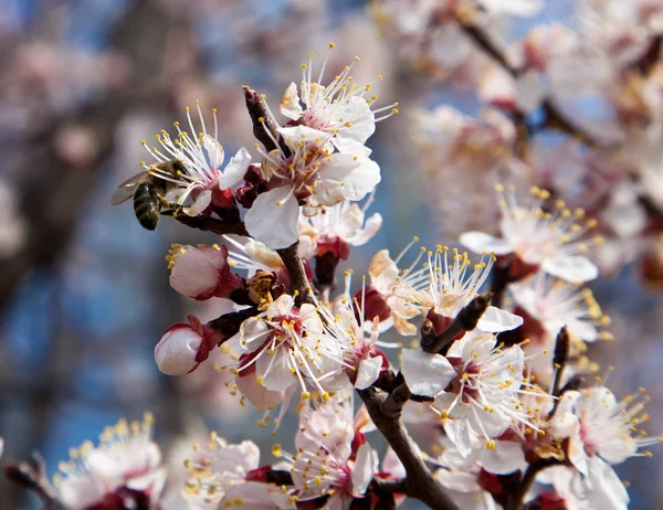 stock image Branches of a white flowering apricots with a sunlight