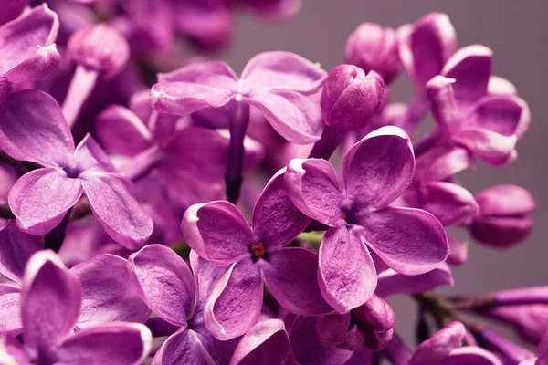 stock image Lilac closeup