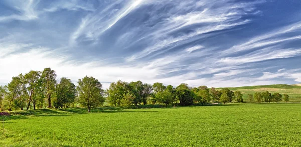 Verschillende bomen op het veld en wolken — Stockfoto