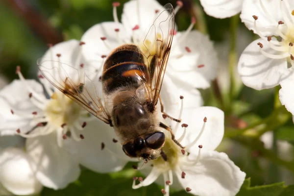 Apple boom bloem en bee close-up — Stockfoto