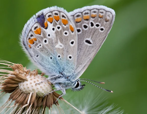 Метелик крупним планом на білій пухнастій кульбабі — стокове фото